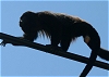 (February 1, 2007) Costa Rica - Day 5 - Monkeys